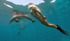 delfiny (1)